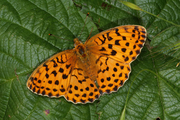 Brenthis daphne (BERGSTRÄSSER, 1780) Brombeer-Perlmuttfalter DE, RLP, Kröv (Mosel) 29.06.2013
