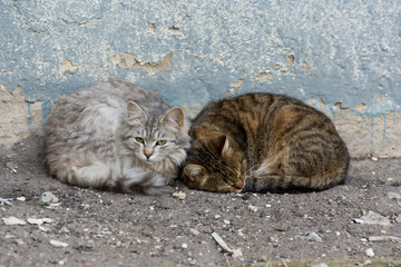two cats living in the street