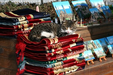 cat, animal, Istanbul, market, shop, colorful, pet, kitten, asia, color, domestic, cute, beautiful, 