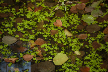 fallen leaves in the water