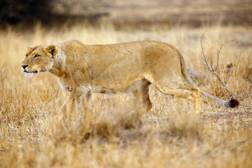 The Southern lion (Panthera leo melanochaita) also the East-Southern African lion or Eastern-Southern African lion or Panthera leo kruegeri. The adult lioness walking through the savannah.