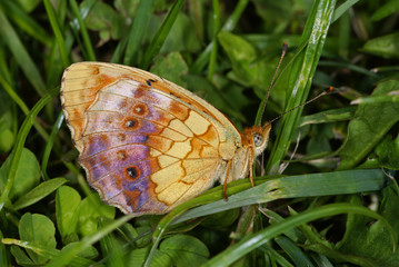 Brenthis daphne (BERGSTRÄSSER, 1780) Brombeer-Perlmuttfalter DE, RLP, Kröv (Mosel) 29.06.2013