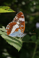 Limenitis camilla (LINNAEUS, 1764) Kleiner Eisvogel DE, RLP, Kröv (Mosel) 30.06.2013