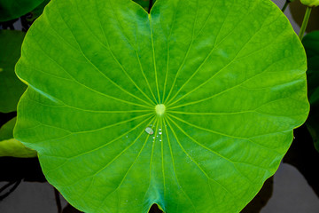 Closeup, green leaf lotus, rian drop water on leave for texture and background