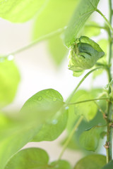 Cotton plant grows. Leaves with drops of water. Green cotton plant leaves background.