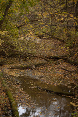 river in the autumn forest