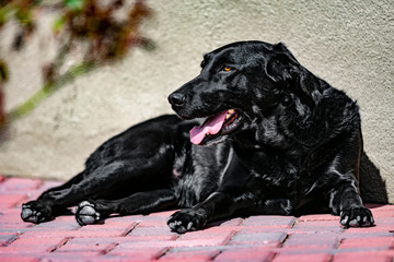 Black Lab Sunbathing