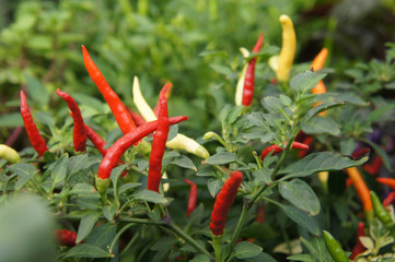 Red and green chili or capsicum frutescens plants. Planted in plant nursery. Some of them are ready for harvest.
