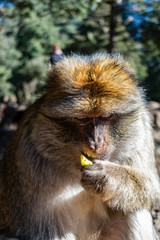 Barbary Macaque Eating Closeup Portrait in the Middle Atlas Mountains
