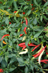 Red and green chili or capsicum frutescens plants. Planted in plant nursery. Some of them are ready for harvest.