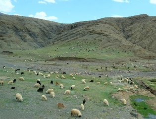 White, black and brown sheep and goats that graze in the spurs and plains of the Atlas Mountains in...