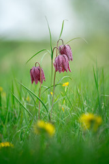 Schachbrettblume auf Blumenwiese / checkerboard flower on meadow