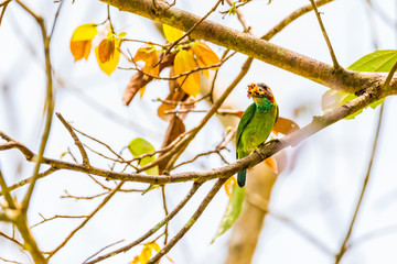 Beautiful Blue-eared barbet (Psilopogon duvaucelii) (Subspecies) sitting on the fruit tree in tropical forest