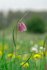 Schachbrettblume auf Blumenwiese / checkerboard flower on meadow