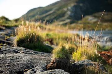 Naturaleza en fiordo