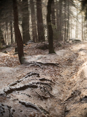 Forest in winter