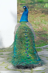 Obraz premium the Beautiful Peacock
