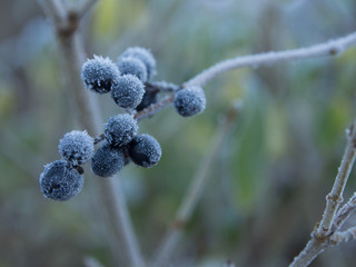 Macro nature in winter