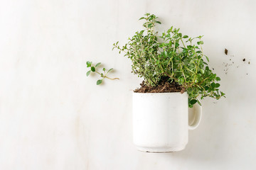 Kitchen table potted gardening greens thyme in white mug over white marble background. Flat lay, space