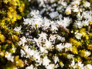 Macro nature in winter