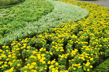 Beautiful green tree, plants, forest and flowers in the outdoor gardens