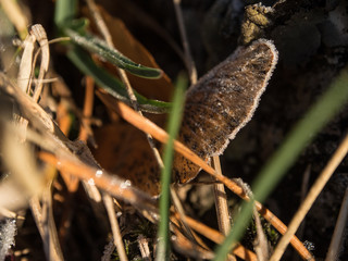 Winter in macro photography