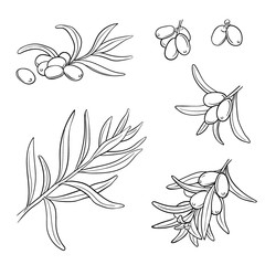 Hand drawn set of sea-buckthorn branches. Vector illustration. Healing tea, oil and medicinal edible berry. Food ingredient, cooking, beauty. For cosmetic and tea packaging design, medicinal herb