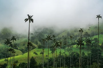 Foto op Canvas Valle de Cocora Colombia © nizo