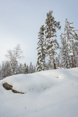 Snowy winter forest and snow covered trees