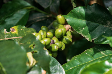 fresh Coffee beans on plant