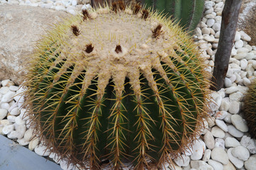 Beautiful cactus tree in the gardens outdoor and parks