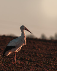 Fototapeta premium Storch