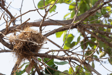 Bird's nest on branch isolated on white background.