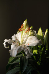 Lilium Flower in Natural light