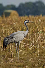 Fototapeta premium Grauer Kranich (grus grus)