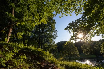 Fototapeta na wymiar Park im Wald mit grünen Blättern und Sonnenstrahlen