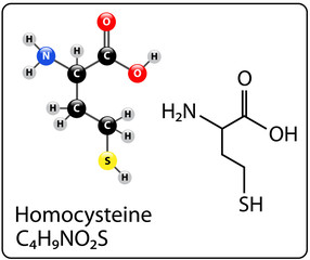 Homocysteine Molecule Structure