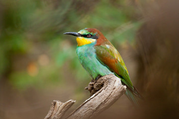 Bienenfresser (Merops apiaster)