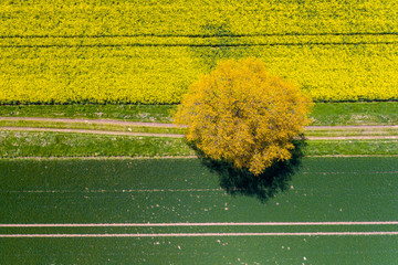 Rapsfeld mit Rapsblüte und Baum Drohnenperspektive / Rapeblossom with lonely Tree Drone View