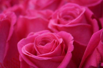 pink roses closeup
