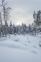 Snowy winter forest and snow covered trees