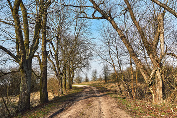 trees growing along a dirt road in early spring in Poland.
