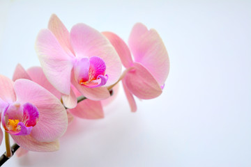 Naklejka na ściany i meble Delicate and luxurious pink with purple orchid flowers. Beautiful floral composition, greeting card, wallpaper
