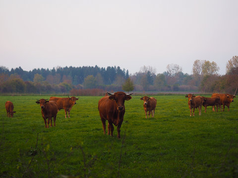 Kühe in Bayern