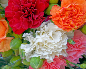 colorful carnation flowers top view, natural background