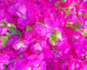 vibrant violets close up top view, natural background