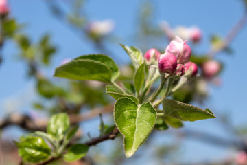 Apple Tree Spring Blossom