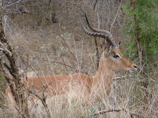 Kruger Nationalpark
