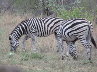 Fototapeta na wymiar Kruger Nationalpark