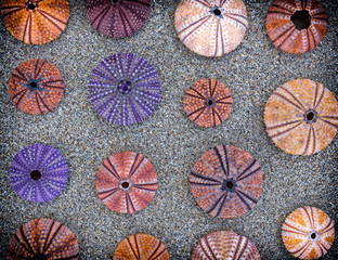 Fototapeta na wymiar colorful sea urchins on wet sand beach, filtered image